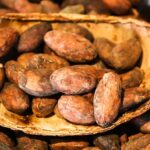 cacao, cocoa, chocolate, food, cacao bean, bean, chamomilla chamomilla automatic, can 可树, kakao, cacau, cacao, cacao, cacao, cacao, cacao, cocoa