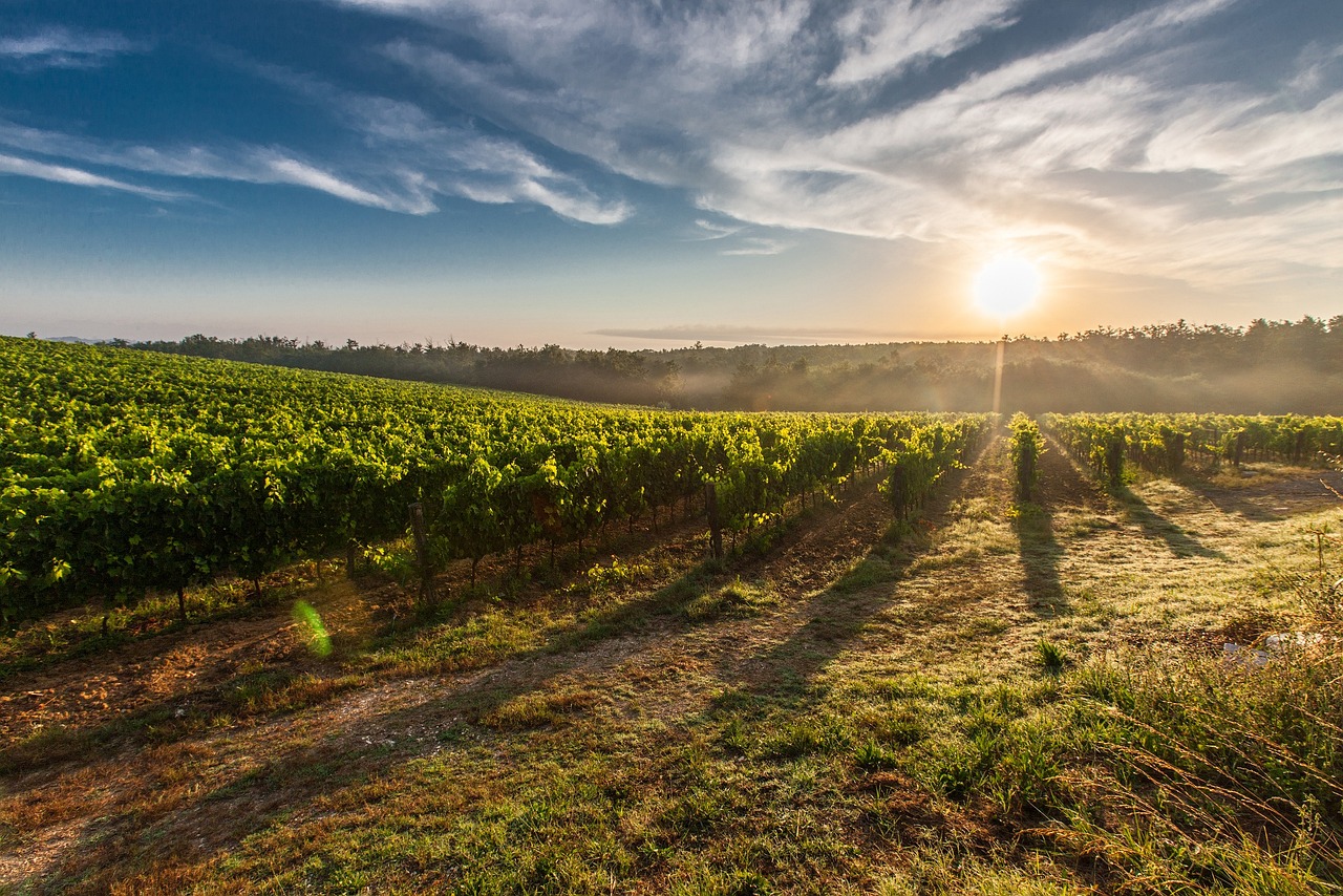 vineyard, sunrise, sun, farm, grapevines, sunlight, morning, vines, viticulture, nature, plantation, farmland, field, rural, countryside, landscape, tuscany, italy, vineyard, vineyard, farm, farm, farm, farm, farm